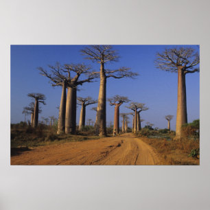 Póster África, Madagáscar, Morondava, Avenida Baobab.