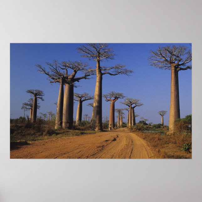 Póster África, Madagáscar, Morondava, Avenida Baobab. (Frente)