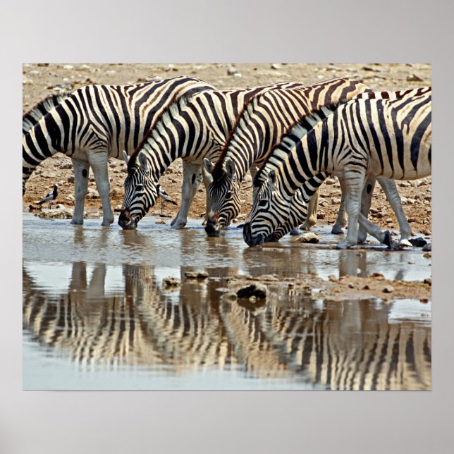 Póster África, Namíbia, Etosha NP. Zebra de Burchell (Frente)