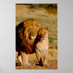 Póster África, Namíbia, Okonjima. Leão & leoa