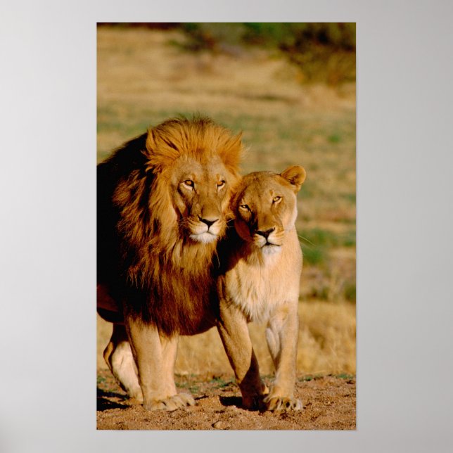 Póster África, Namíbia, Okonjima. Leão & leoa (Frente)