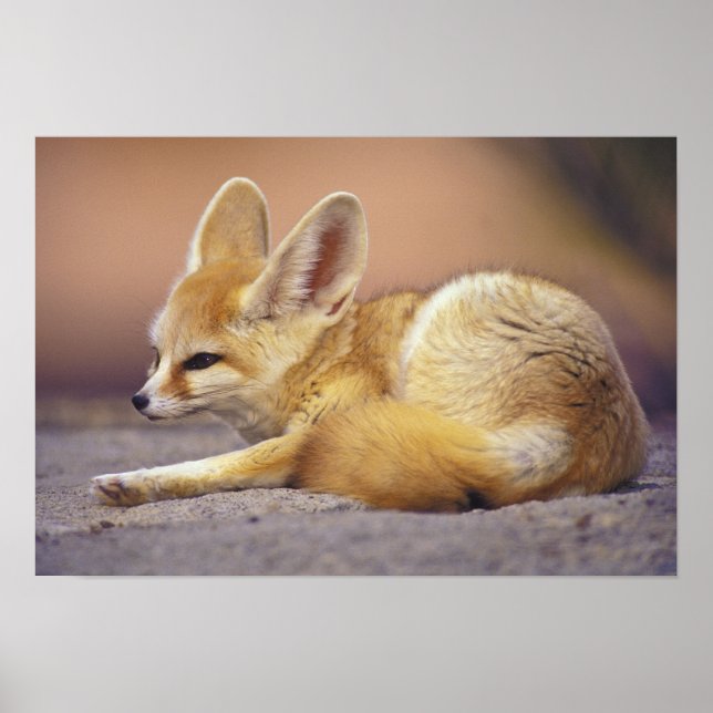 Poster África norte. Fennec Fennecus zerda) (Frente)