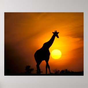 Poster África, Quênia, Masai Mara. Girafa (Giraffa