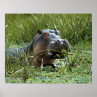 África, Quênia, Masai Mara NR. Uma mãe hipopótamo