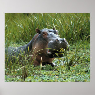 Póster África, Quênia, Masai Mara NR. Uma mãe hipopótamo