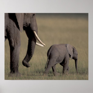 Poster África, Quênia, Parque Nacional de Amboseli. Afric