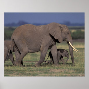 Póster África, Quênia, Parque Nacional de Amboseli. Afric