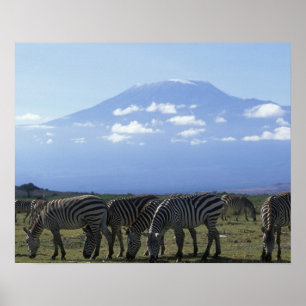 Poster África, Quênia, Parque Nacional de Amboseli, Manad