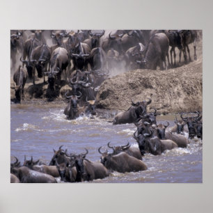 Póster África, Quênia, Parque Nacional Masai Mara.