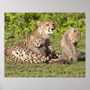 Póster África. Tanzânia. Mãe da chita e filhotes 2