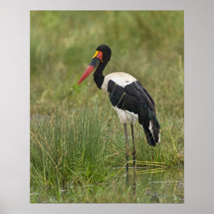Póster Africa. Tanzania. Male Saddle-billed Stork at