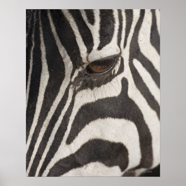 Póster "África, Tanzânia, Ngorongoro Conservation Area" (Frente)