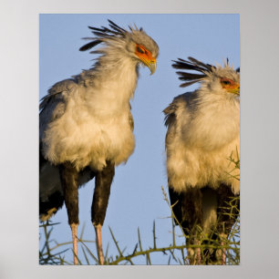 Póster Africa. Tanzania. Secretary Birds at Ndutu