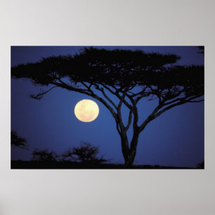 Póster África, Tanzânia, Tarangire. Acácia em