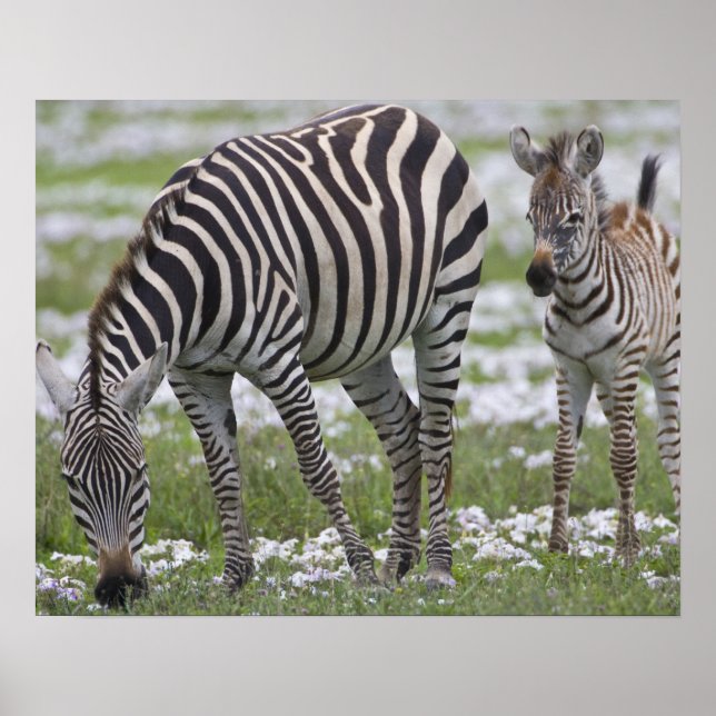 Poster África. Tanzânia. Zebra, mãe e colt em (Frente)