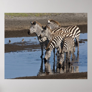 Poster África. Tanzânia. Zebras bebendo em Ndutu