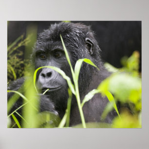 Póster África, Uganda, nacional impenetrável de Bwindi