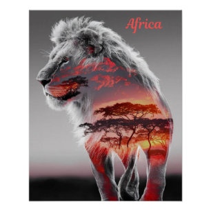 Póster África - Uma ilustração de um Leão