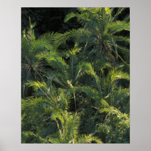 Póster África, Zâmbia, Parque Nacional Mosi-Oa-Tunya,