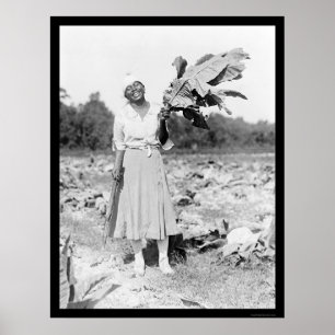 Poster African America Woman with Tobacco 1912