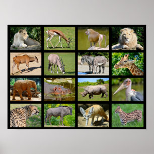 Poster African animals mosaic