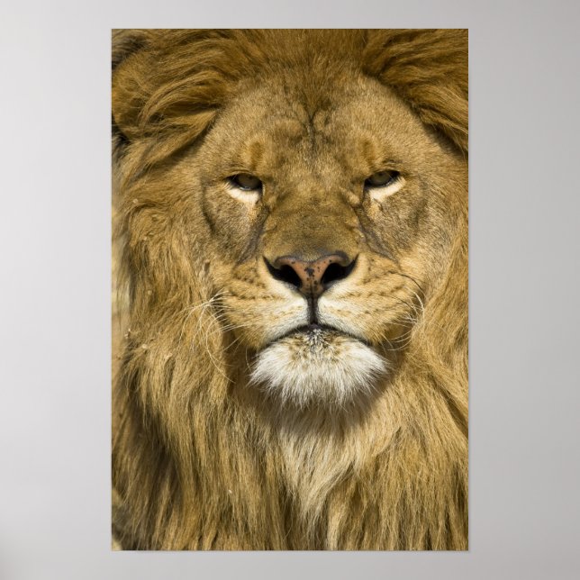 Póster African Barbary Lion, Panthera leo leo, um dos (Frente)