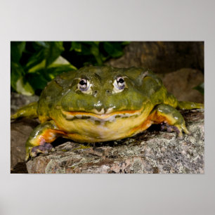 Póster African Burrowing Bullfrog, Pyxicephalus