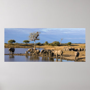 Póster African Bush Elephant (Loxodonta Africana) Herd