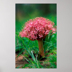 Póster African Lily (Agapanthus Praecox), Mala Mala