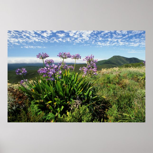 Poster African Lily (Agapanthus praecox), Mossel Bay (Frente)