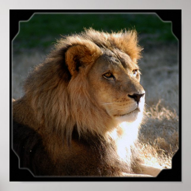 Póster African Lion-6775e11x11fram (Frente)