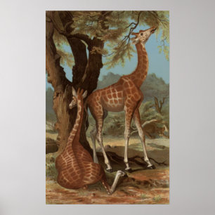 Poster Africano Girafa