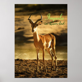 Poster Afro do Impala da Vida Selvagem na orla