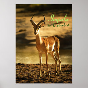 Poster Afro do Impala da Vida Selvagem na orla
