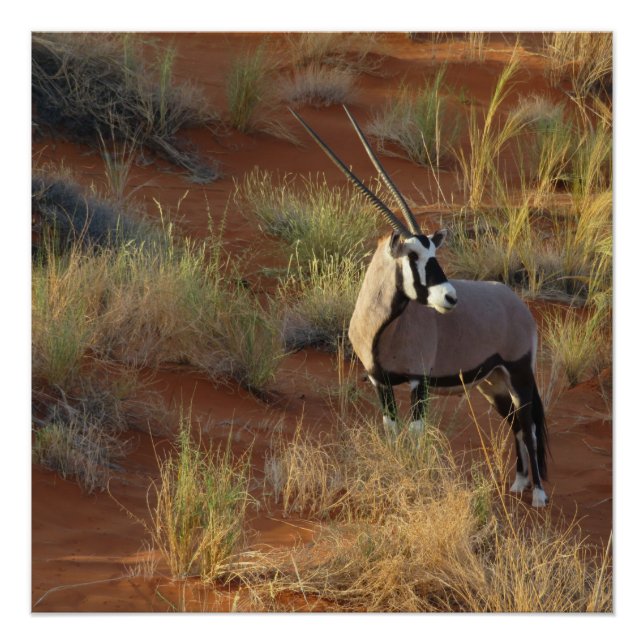 Póster Afro-Wildlife Oryx Antelope Sand Dune Savannah (Frente)