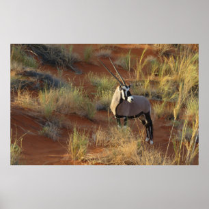 Poster Afro-Wildlife Oryx Antelope Sand Dune Savannah
