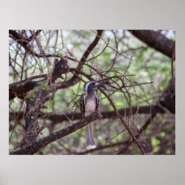 Poster Afrolei nos ramos