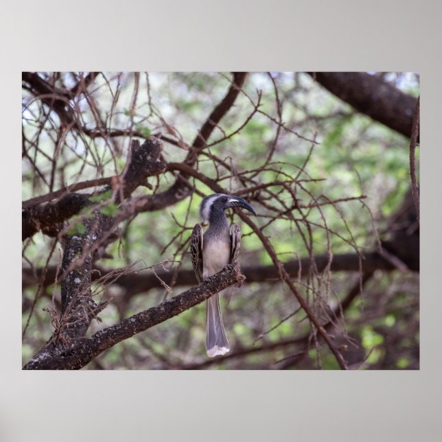 Poster Afrolei nos ramos (Frente)