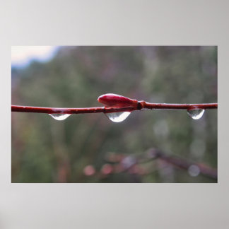 Poster After the Rain