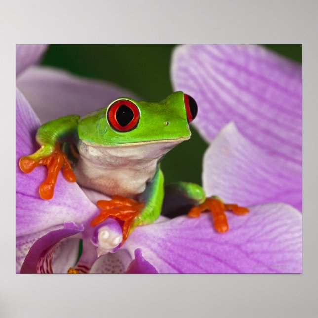 Póster Agalychnis callidryas. (Frente)