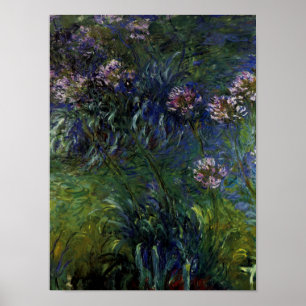 Póster Agapanthus