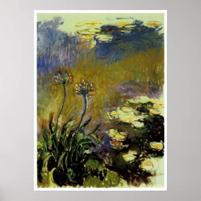 Poster Agapanthus (Frente)