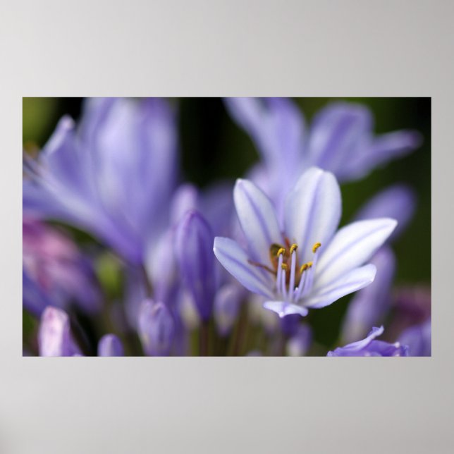 Poster Agapanthus Africanus (Frente)