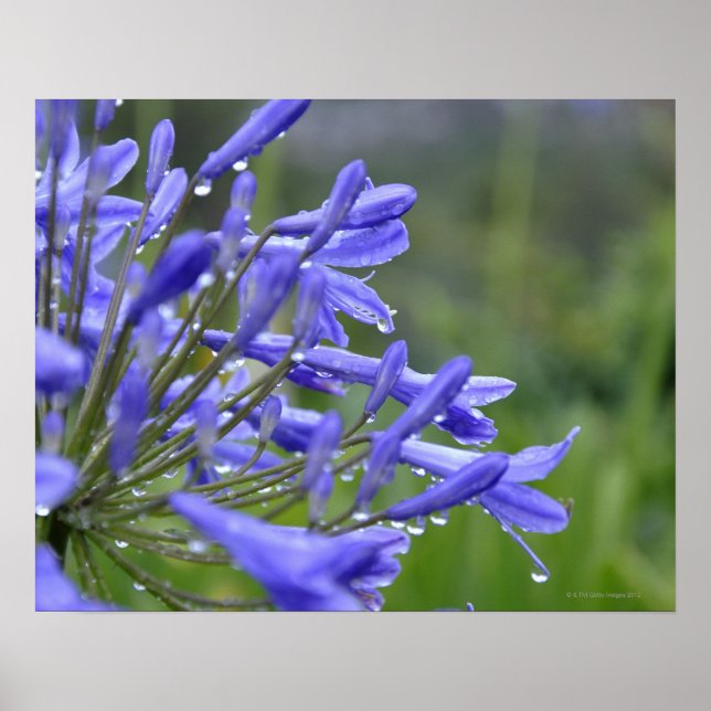 Póster Agapanthus praecox, vulgarmente conhecido como (Frente)