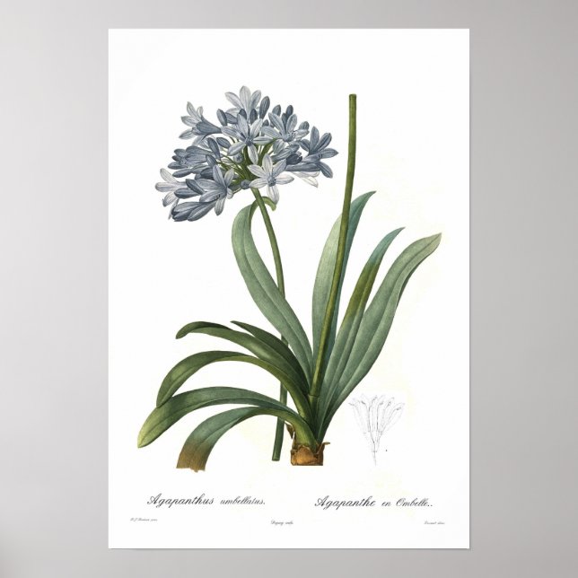 Póster Agapanthus umbellatus (Frente)