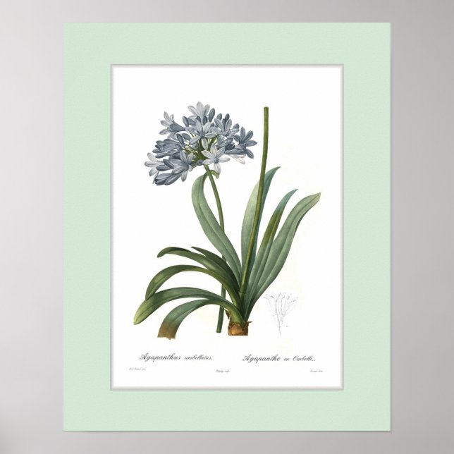 Póster Agapanthus umbellatus, fronteira personalizada (Frente)