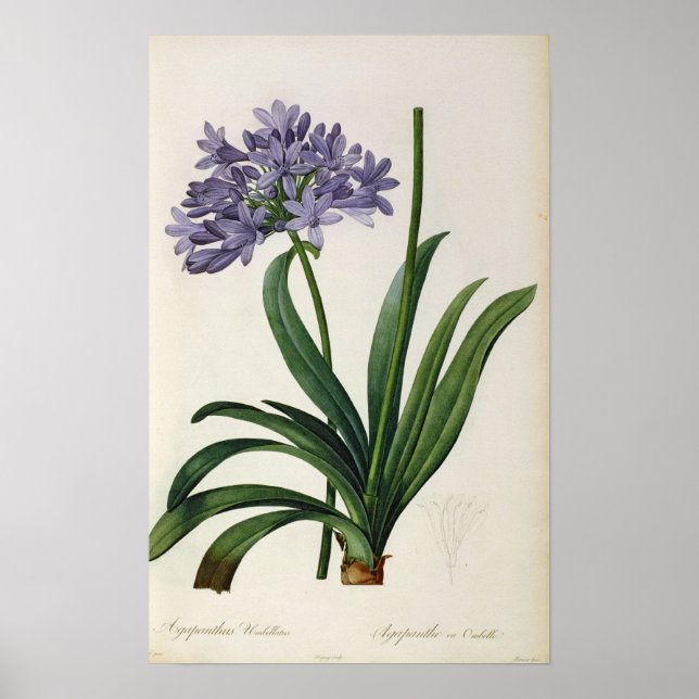Póster Agapanthus umbrellatus (Frente)