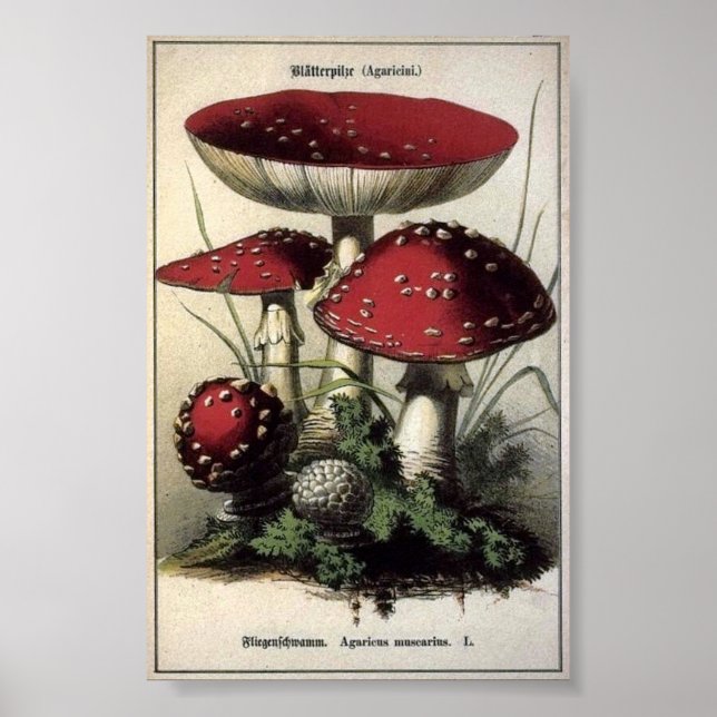 Póster Agaricus muscarius Mushroom (Frente)