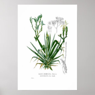 Póster Agave