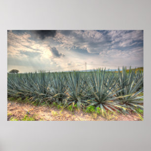 Póster Agave Azul